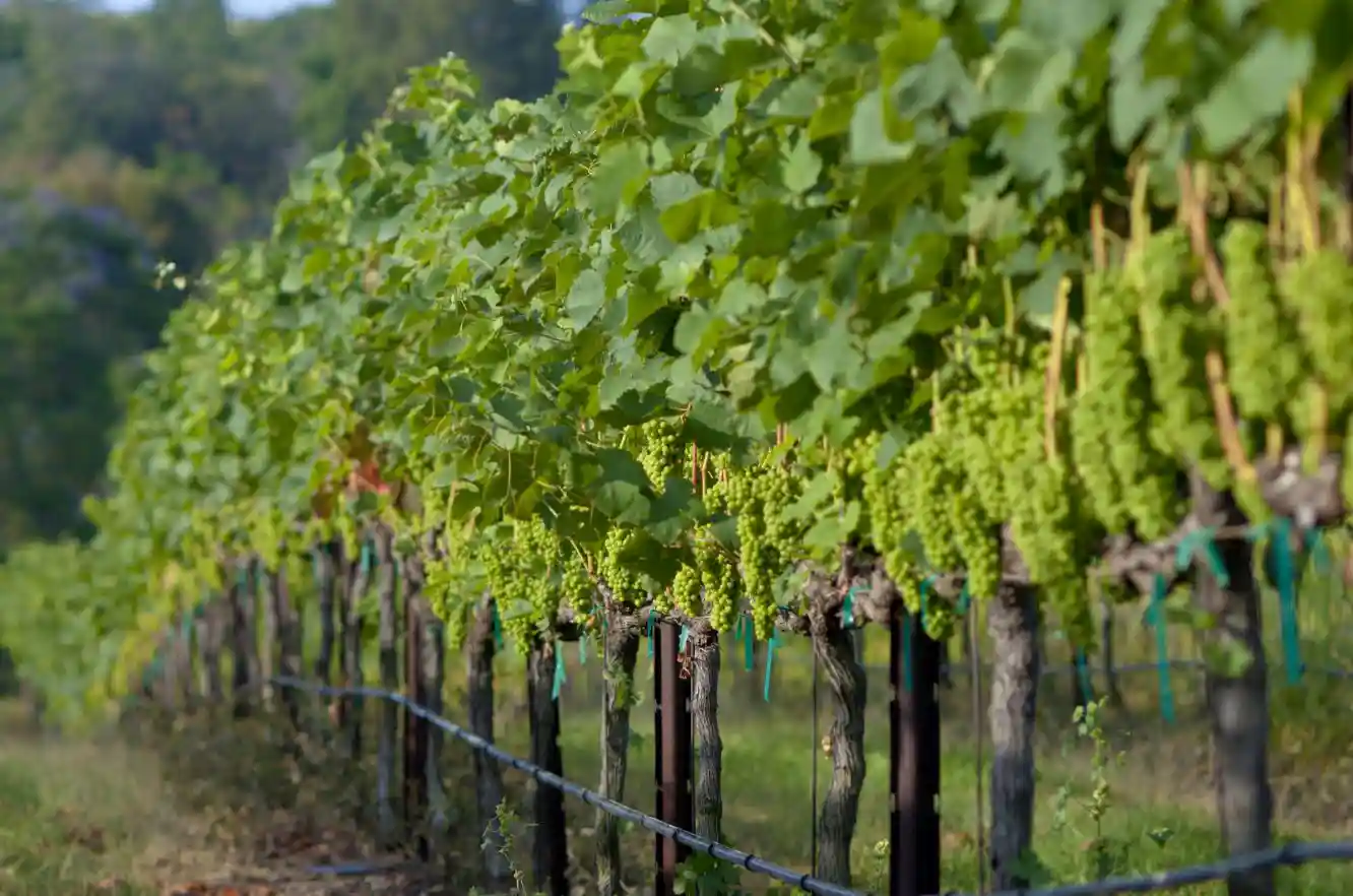 Grapevines heavy with green grape clusters along a vineyard row