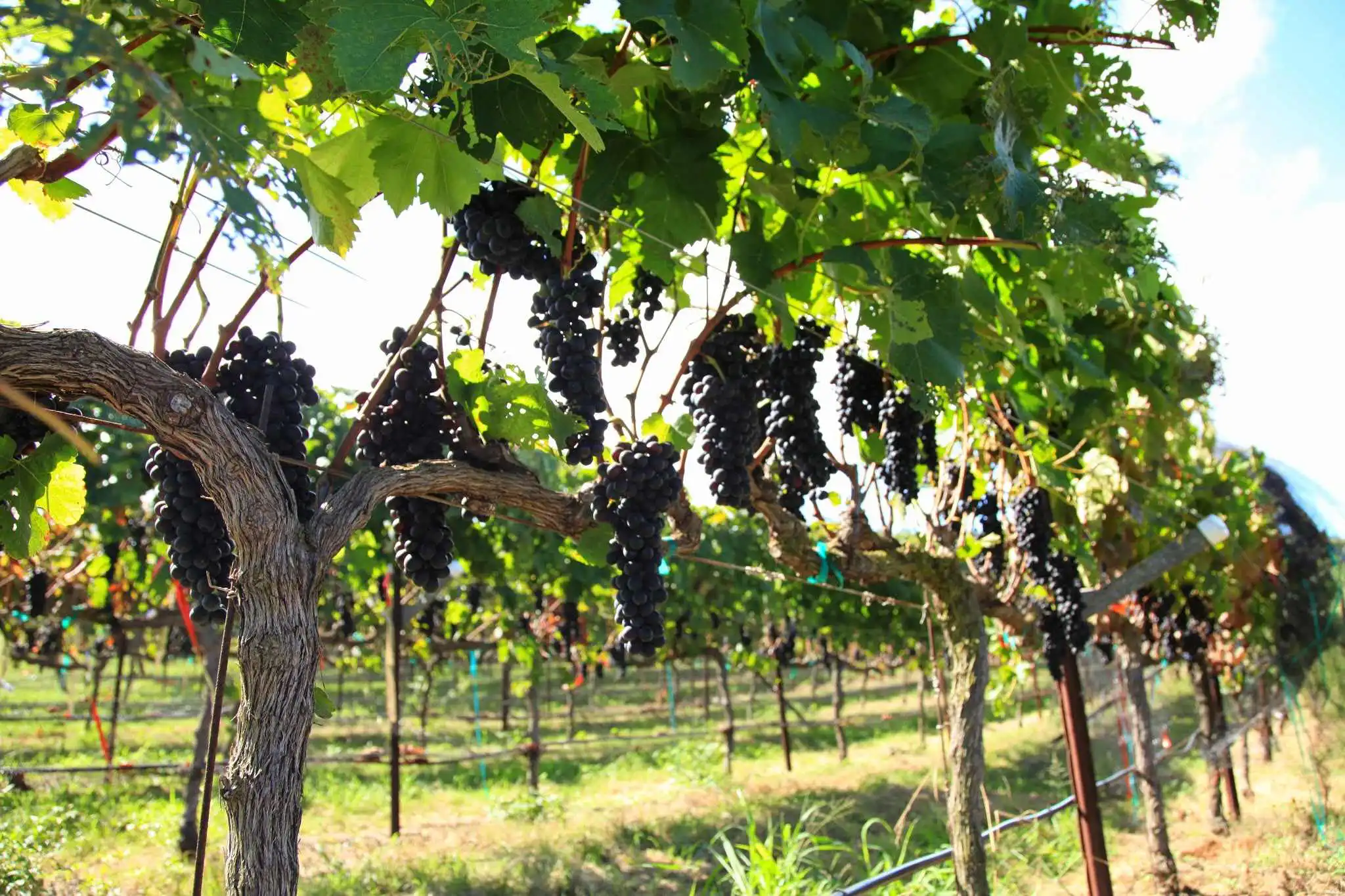 Ripening grapes hanging along a trellised vineyard row