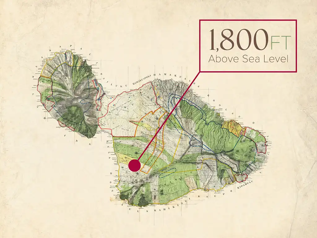 Map of Maui marking the MauiWine vineyard at 1,800 feet above sea level