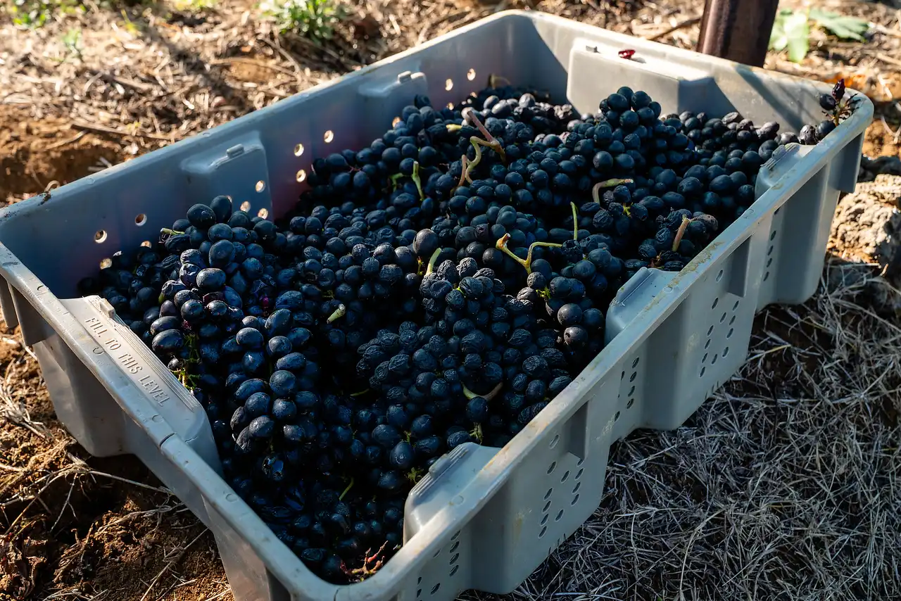 Crate of freshly picked Syrah grapes in the vineyard