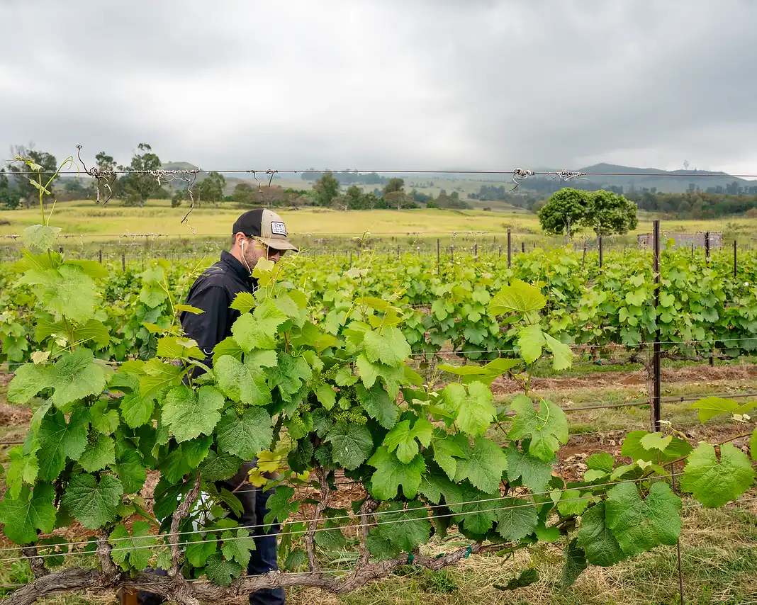 Vineyard worker tending young Malbec vines