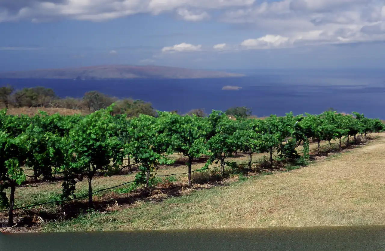 Historic photo of young vineyard rows overlooking the ocean at Ulupalakua