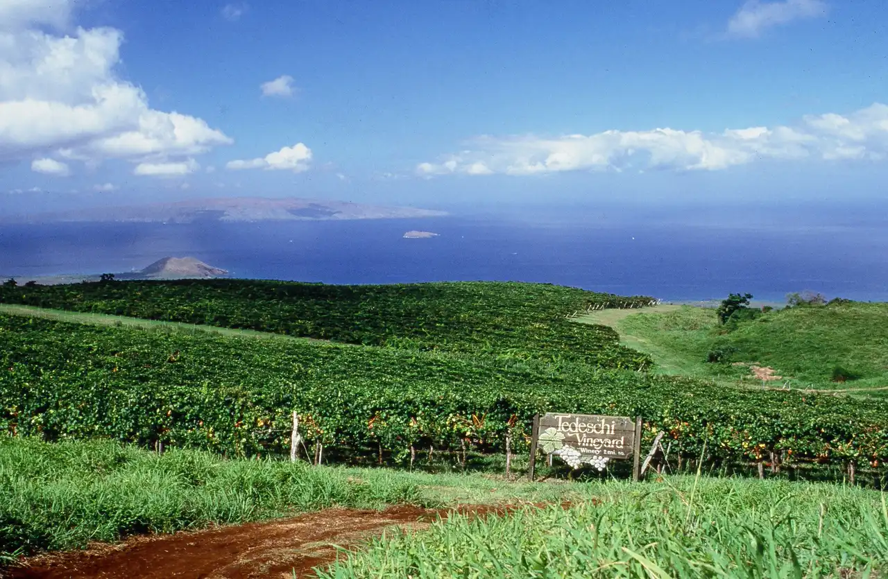 Historic photo of the Ulupalakua vineyard with ocean views