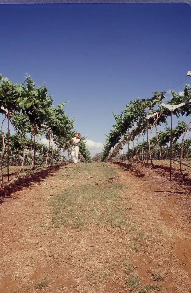 Historic photo of a trellised vineyard row under blue sky