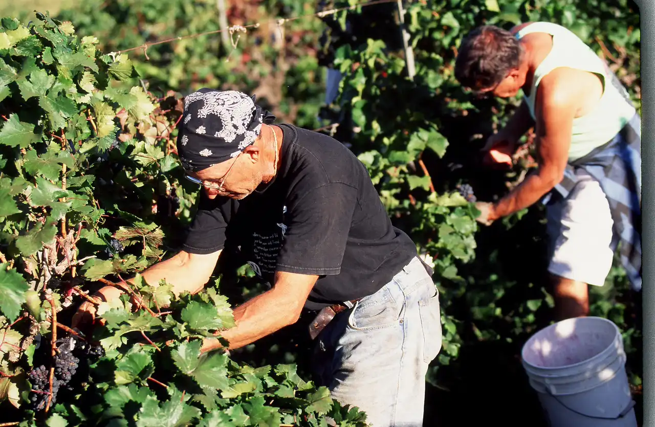 Historic photo of workers harvesting grapes by hand