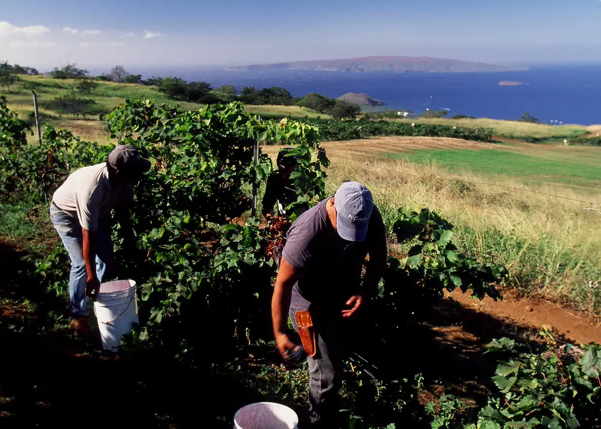 Historic photo of harvesters picking grapes above the ocean