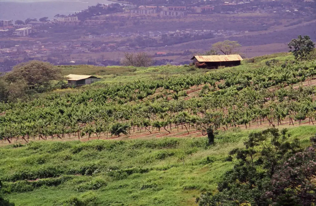 Historic photo of the vineyard on the green slopes of Ulupalakua