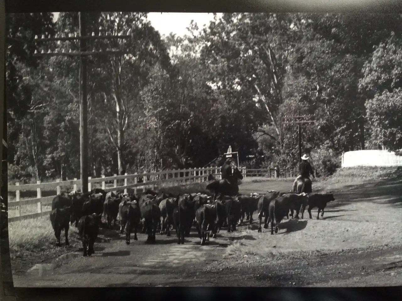 Historic black and white photo of paniolo driving cattle along a tree-lined road