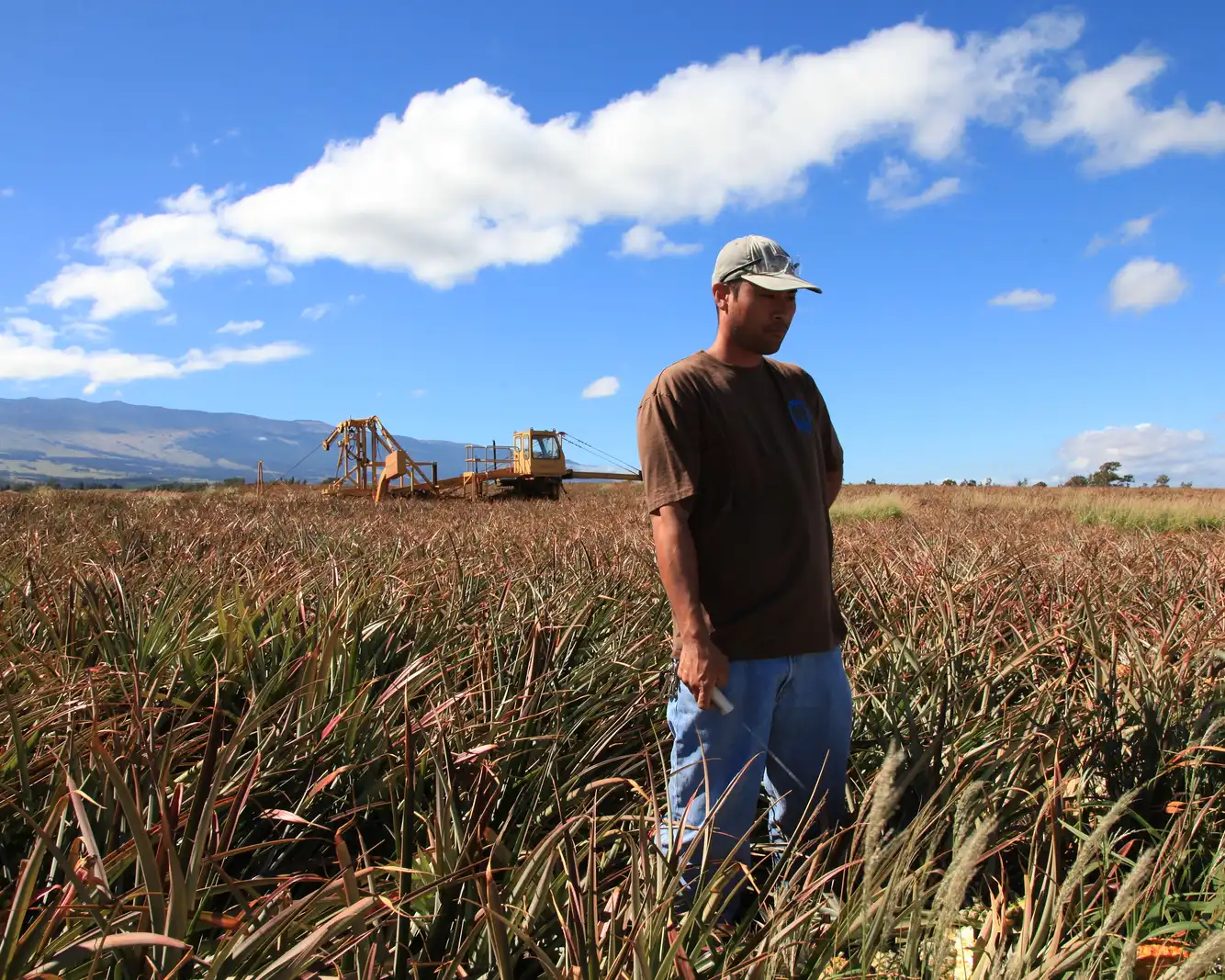 Farmer standing in a Maui pineapple field