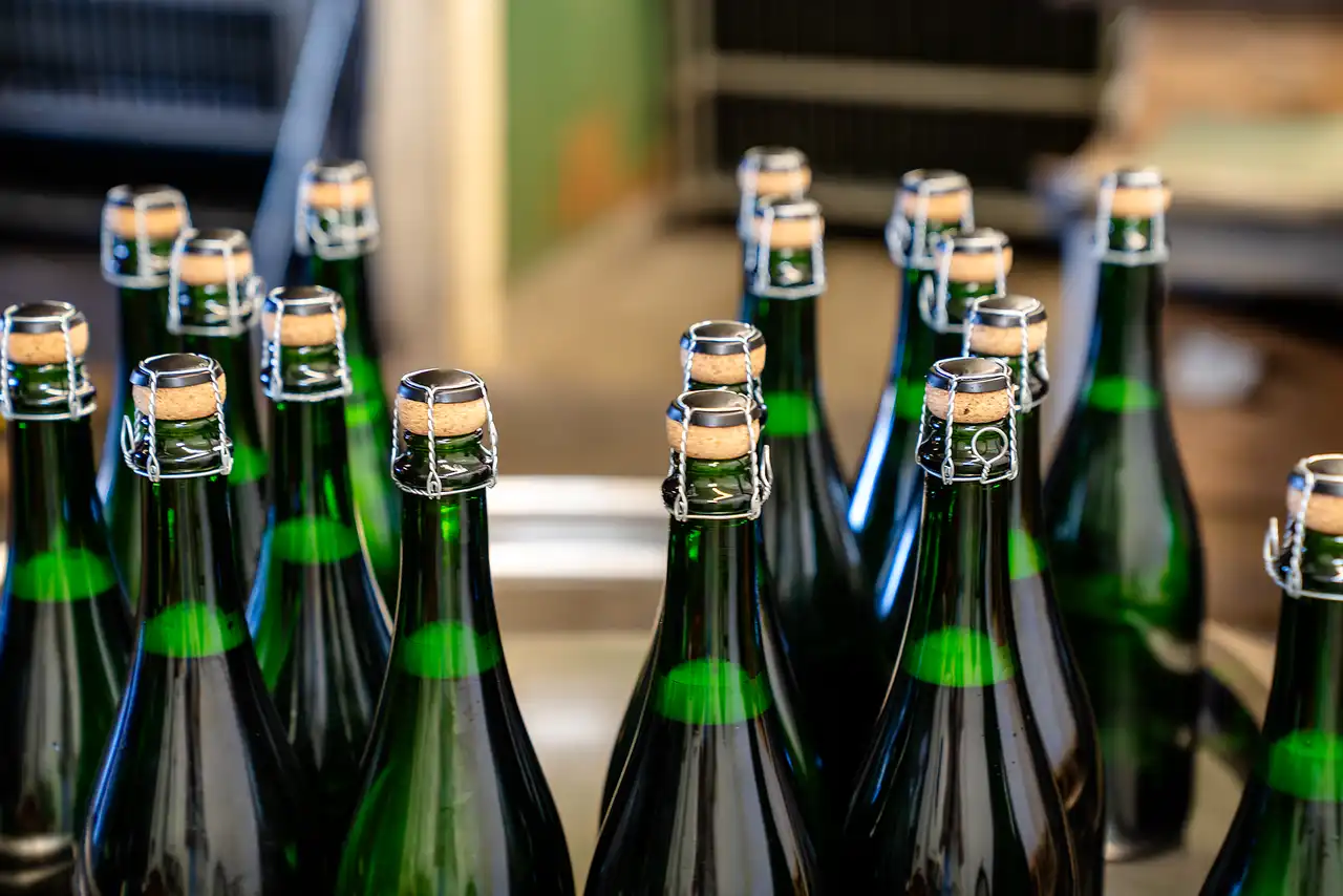 Freshly filled sparkling wine bottles awaiting corks