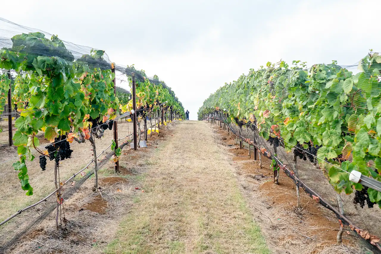 Grass path between rows of grapevines during the Syrah harvest