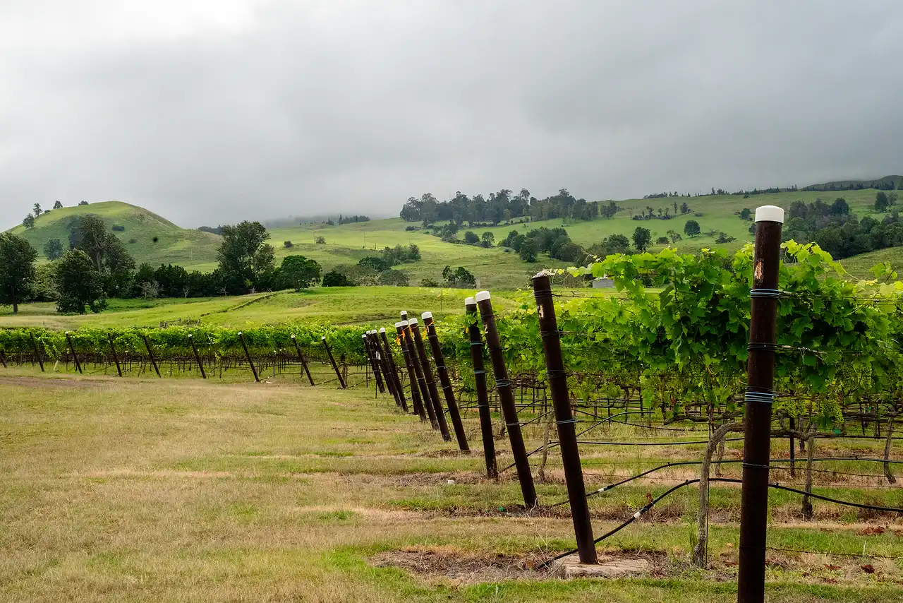 Syrah vineyard rows on the slopes of Haleakalā