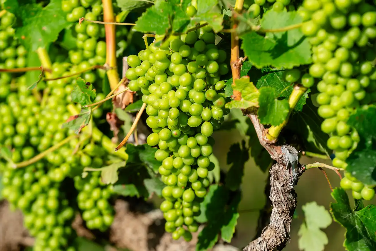 Clusters of green grapes ripening on the vine
