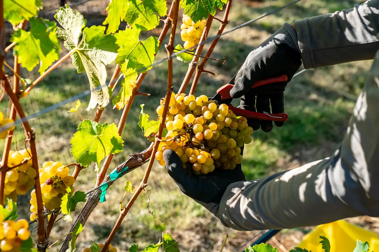 Gloved hands cutting Viognier grape clusters at harvest