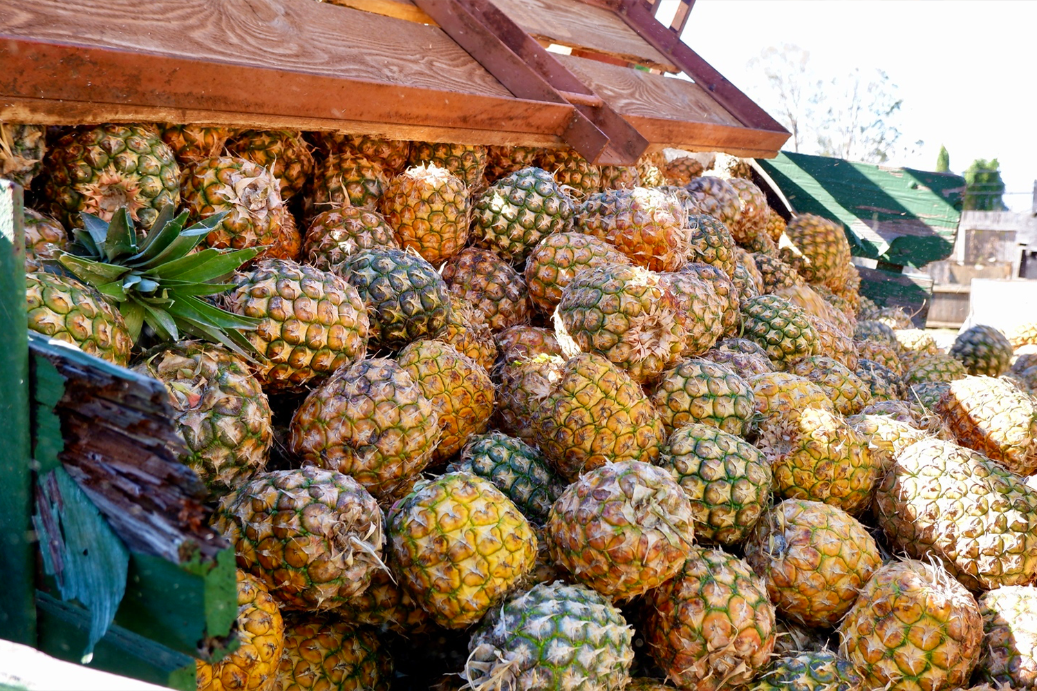 Fresh Maui pineapples piled high before crushing