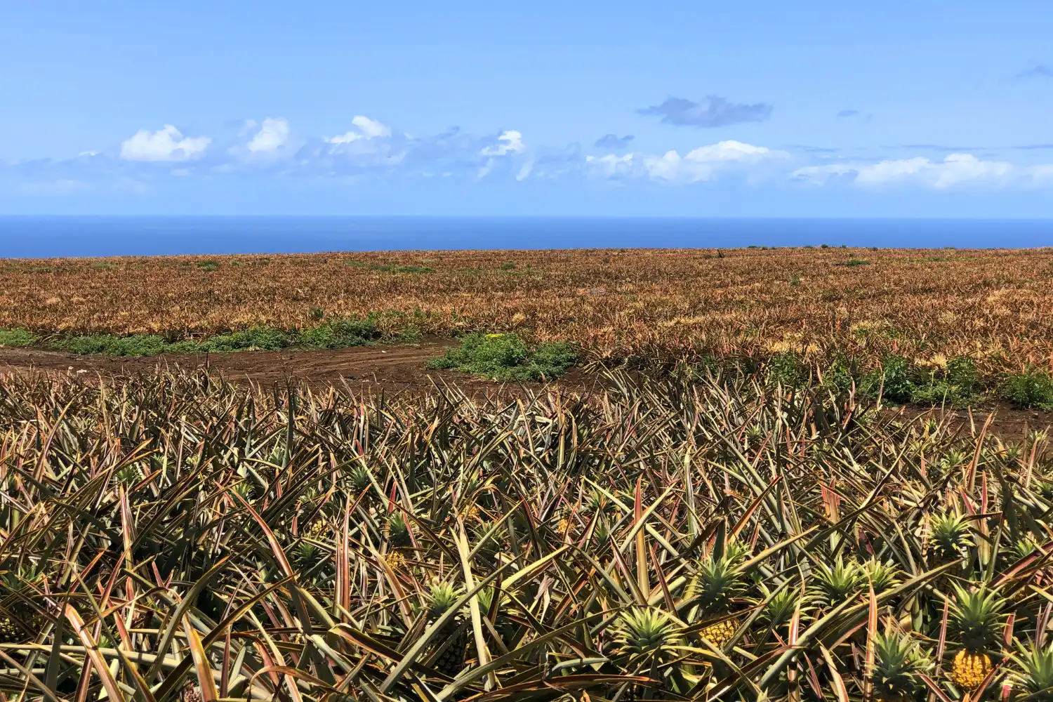 Pineapple field on Maui with the ocean on the horizon