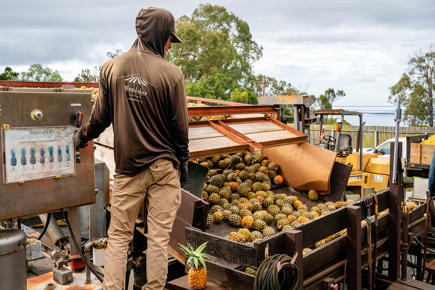 Pineapple Sorting and Transport