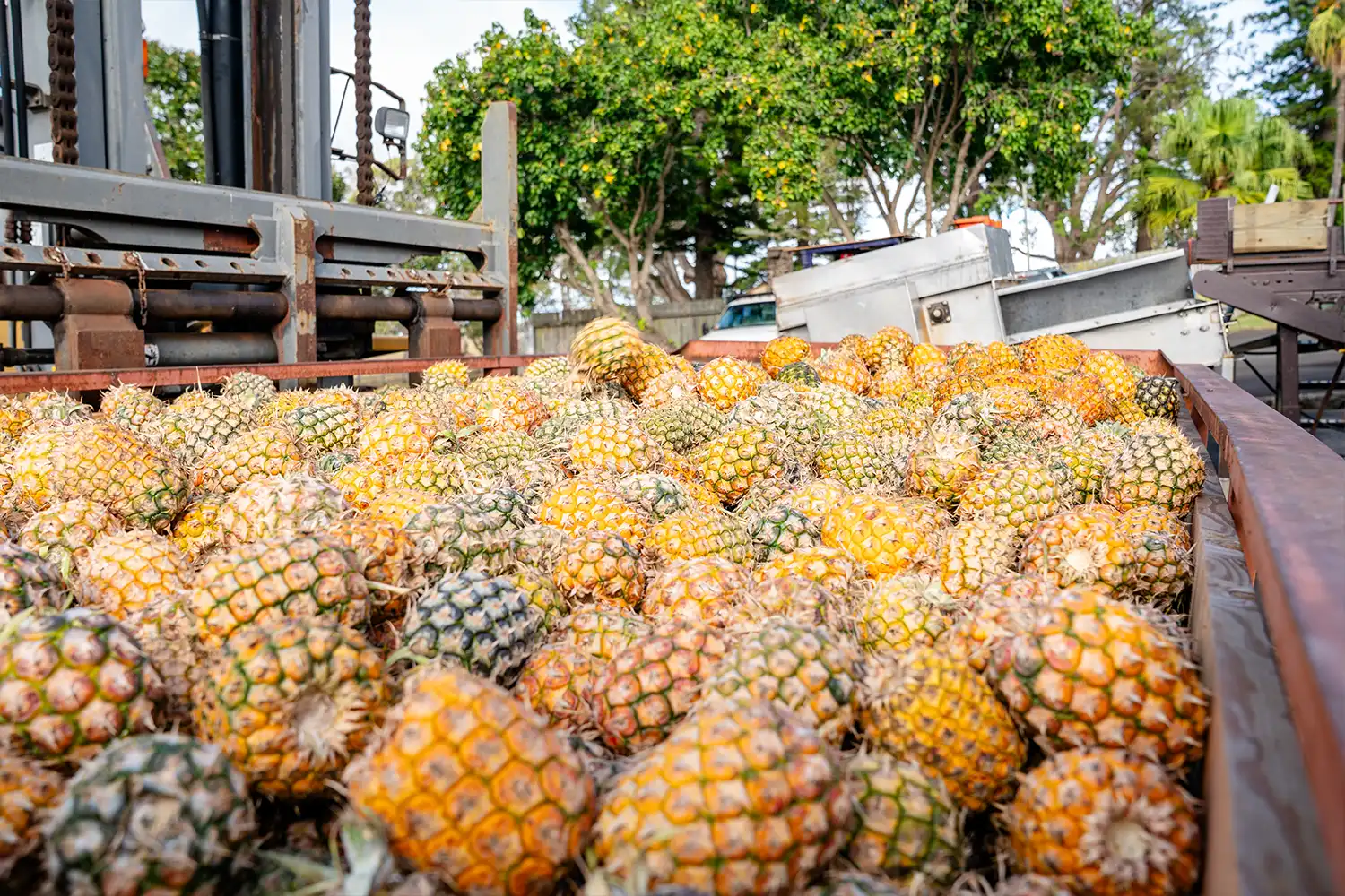Truckload of pineapples arriving at MauiWine