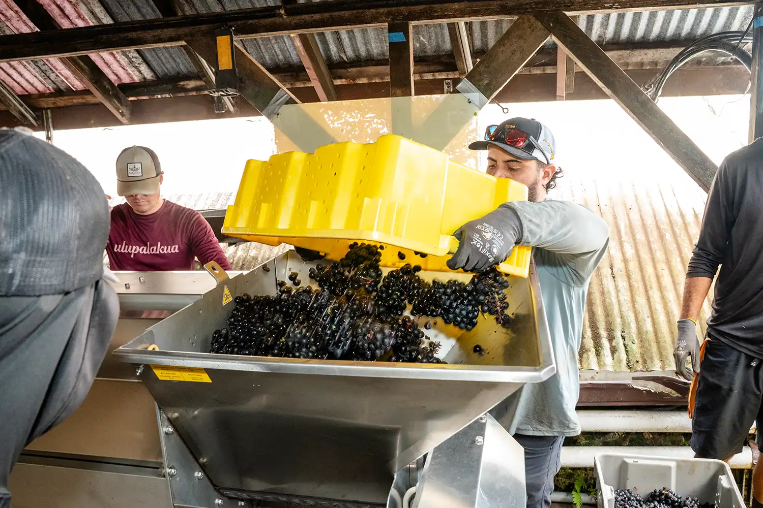 Winery crew loading red grapes into the crusher-destemmer