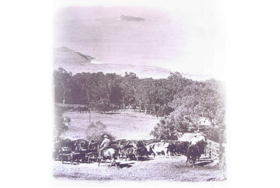Historic photo of the Ulupalakua sugar mill grounds