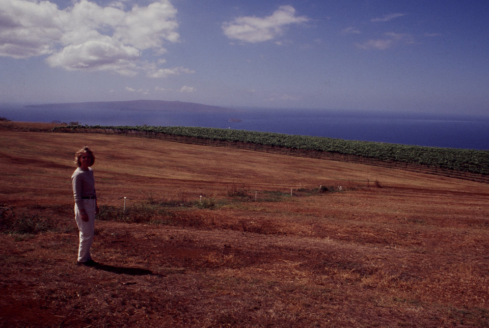 Person standing in a dry hillside field above the ocean during vineyard replanting